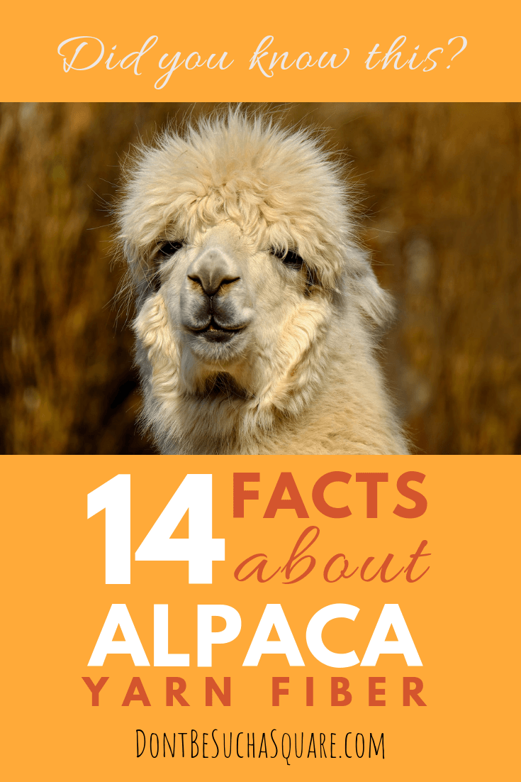 Did you know this? 14 facts about alpaca yarn – Learn more about alpaca yarn at DontBeSuchaSquare.com #yarn #alpacayarn #knitting