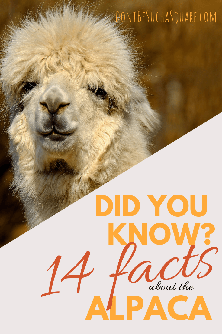 Did you know? 14 facts about the alpaca and the alpaca yarn – Learn more about alpaca yarn at DontBeSuchaSquare.com #yarn #alpacayarn #knitting