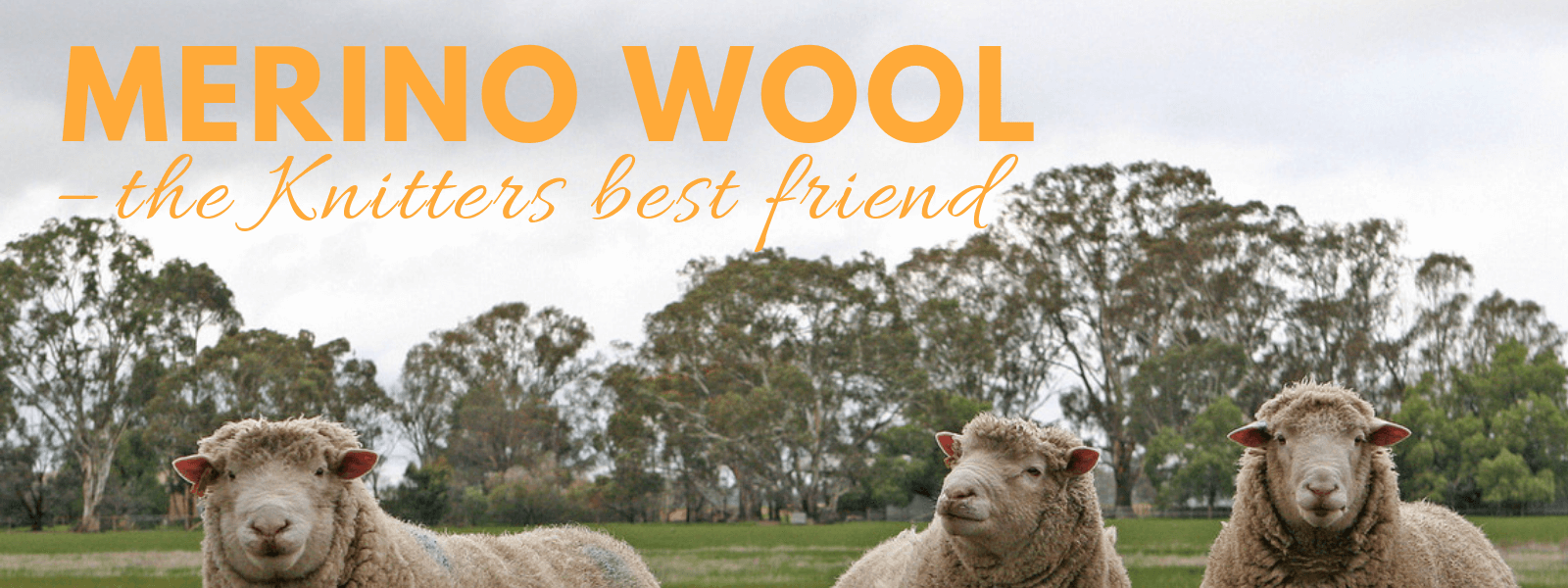 Merino wool - this article answers all your questions like, why merino softer than other wool? Why is it so warm? Can it really breathe? And how do the merino sheep look like?