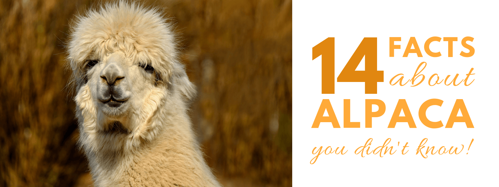 Don't Be Such a Square | 14 facts about alpacas you didn't know! All about the alpaca fiber, and all about the alpaca it self | Wool | Fleece | Knitting Yarn