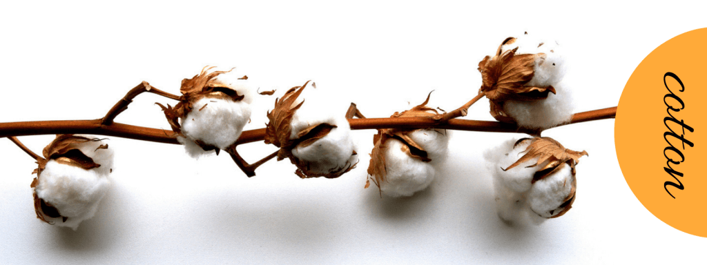 Don't Be Such a Square | How to pick a yarn for my project? Example of plant fiber, cotton balls still on the plant.