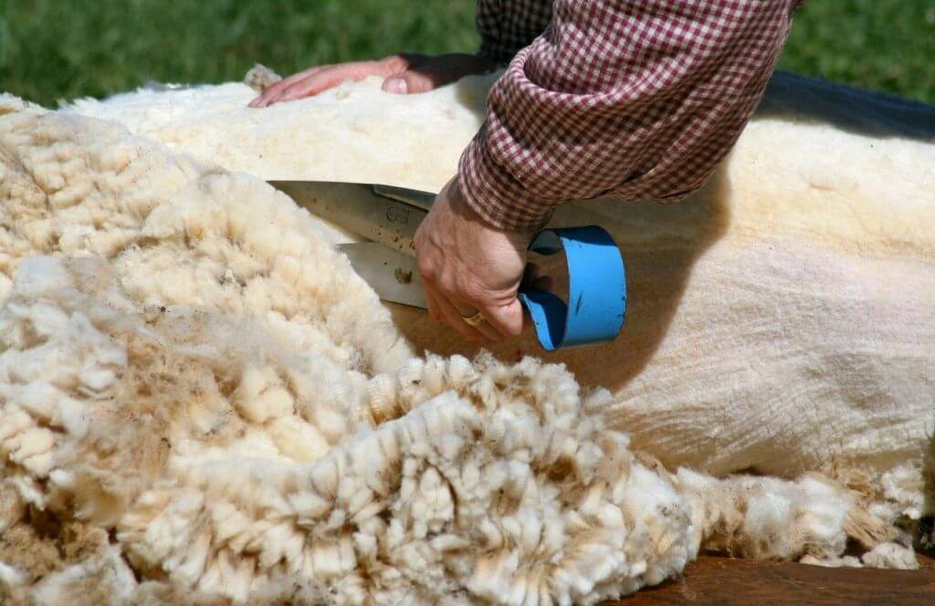 Merino wool - this article answers all your questions like, why merino softer than other wool? Why is it so warm? Can it really breath? And how do the merino sheep look like?